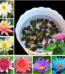 Lalitak Lotus seed