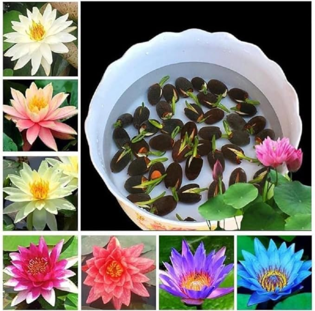 Lalitak Lotus seed